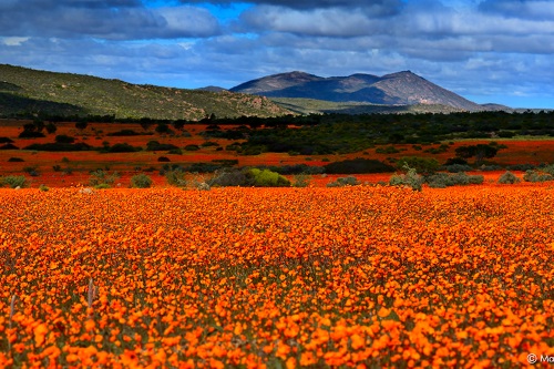 northern cape spring